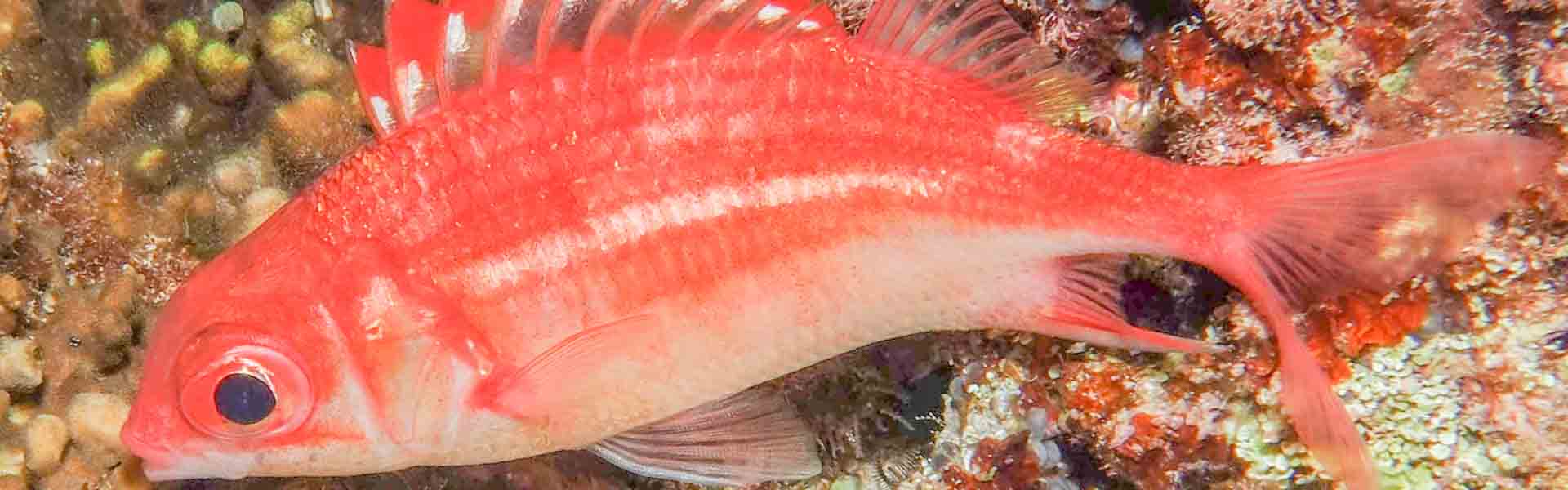The Peppered Squirrelfish